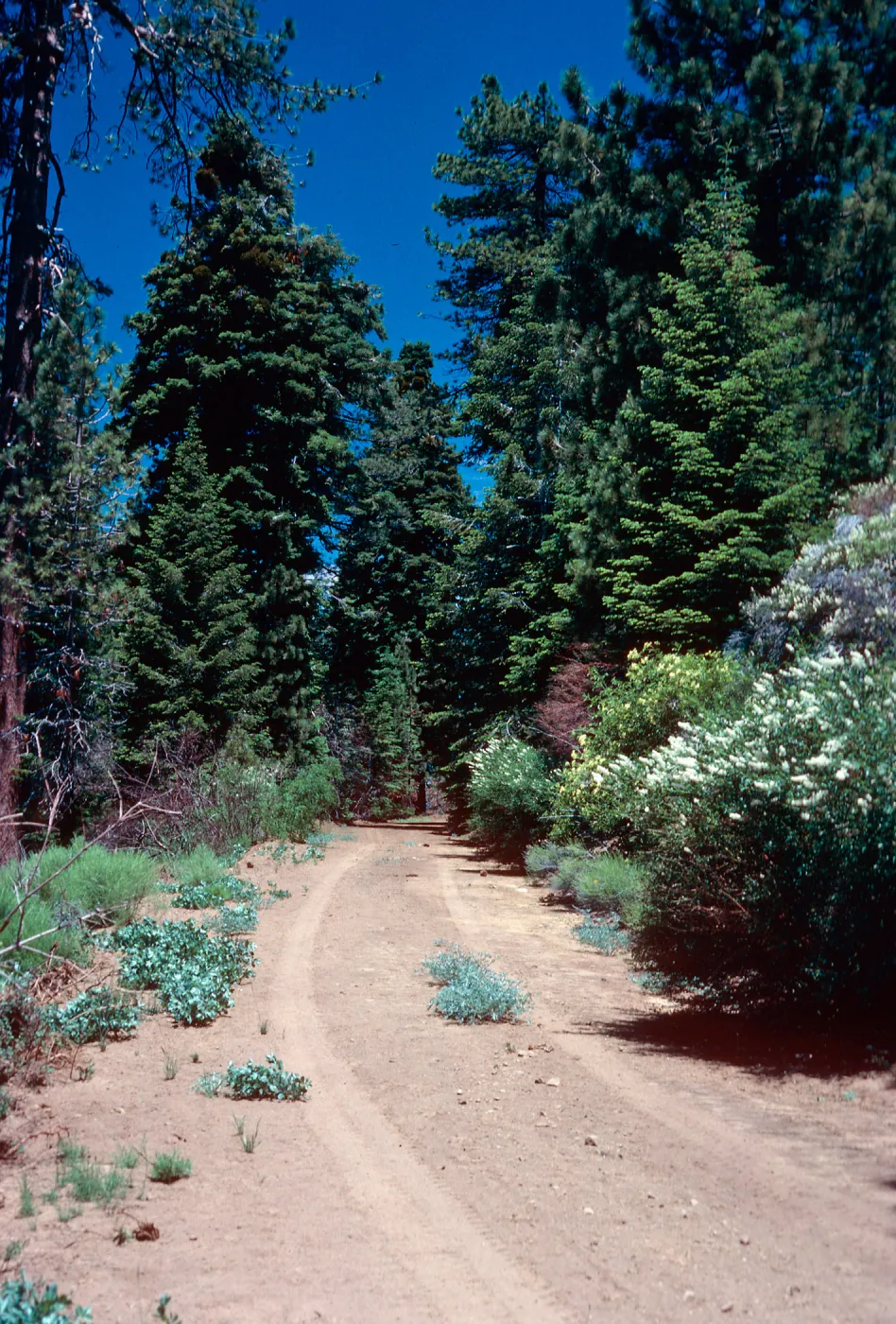 Thermopsis, Prunus virginiana, Big Pine Mountain, Santa Barbara County
