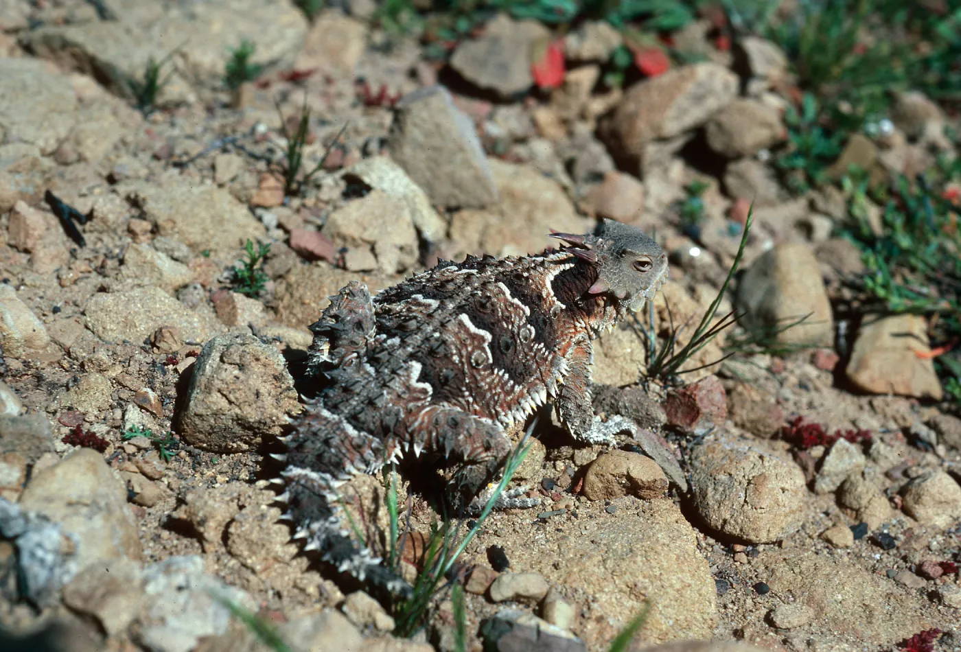 Horned Lizard, Lake Cachuma burn, Santa Barbara County