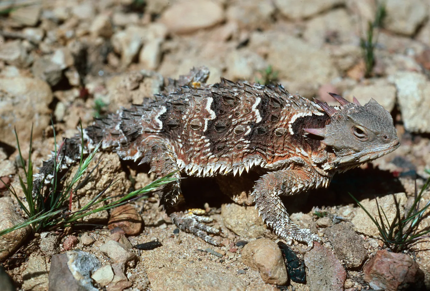 Horned Lizard, Lake Cachuma burn, Santa Barbara County