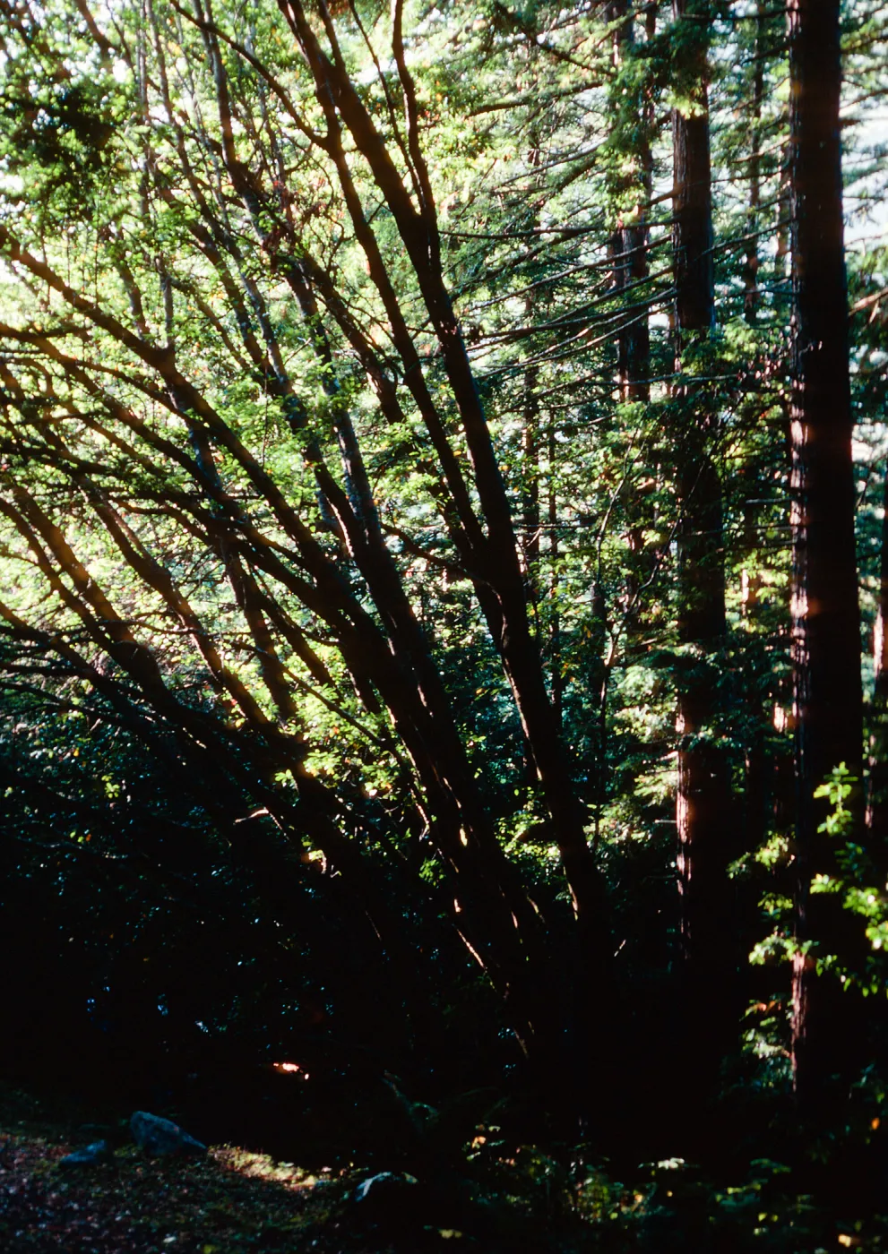 Limekiln Creek, Big Sur, Monterey County