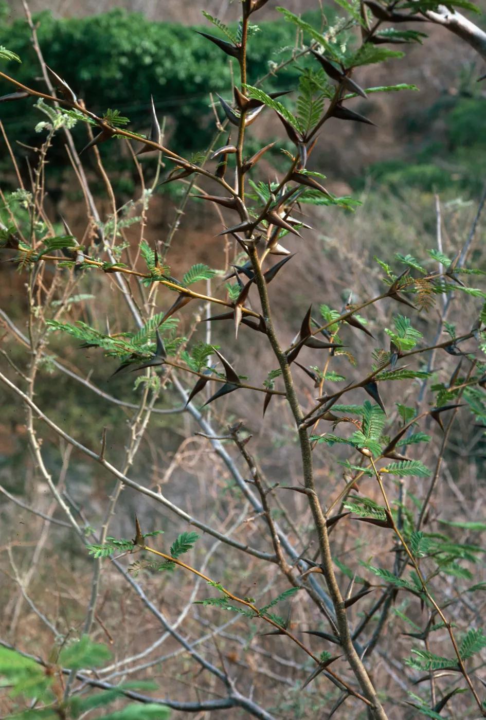Thorn Scrub, Mazatlan-Durango Highway, Mexico