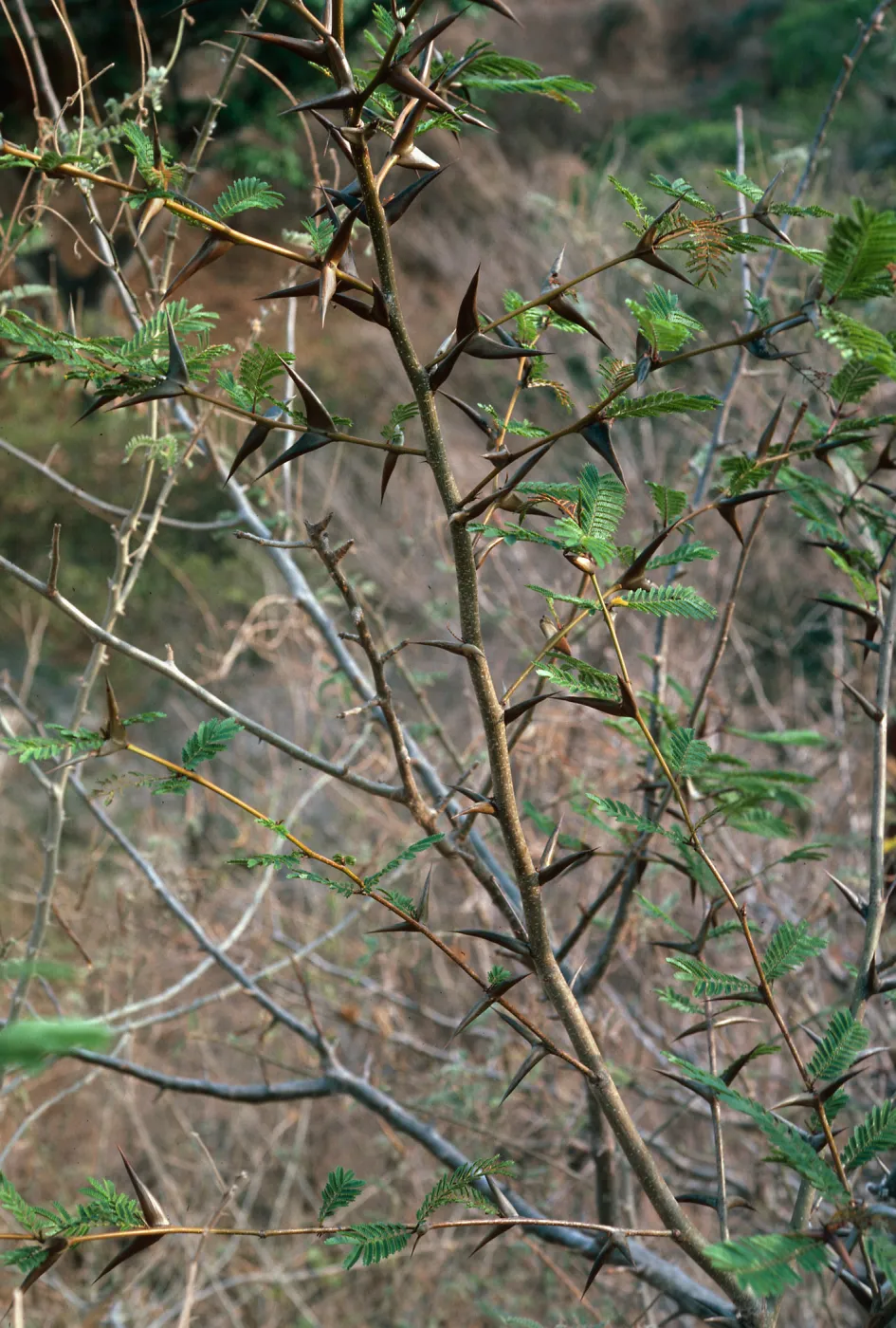 Thorn Scrub, Mazatlan-Durango Highway, Mexico
