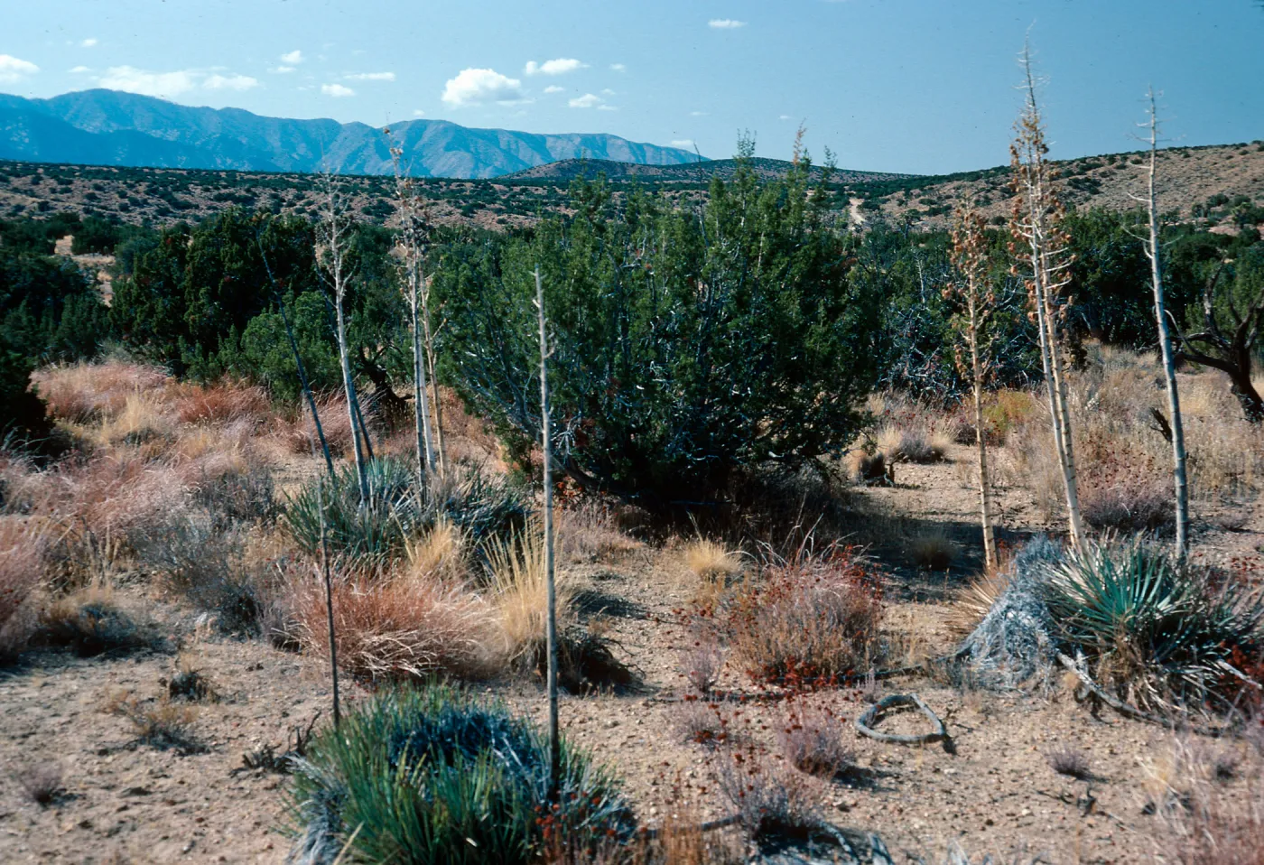 Juniperus, Yucca