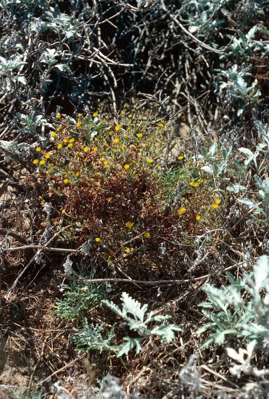 San Nicolas Island