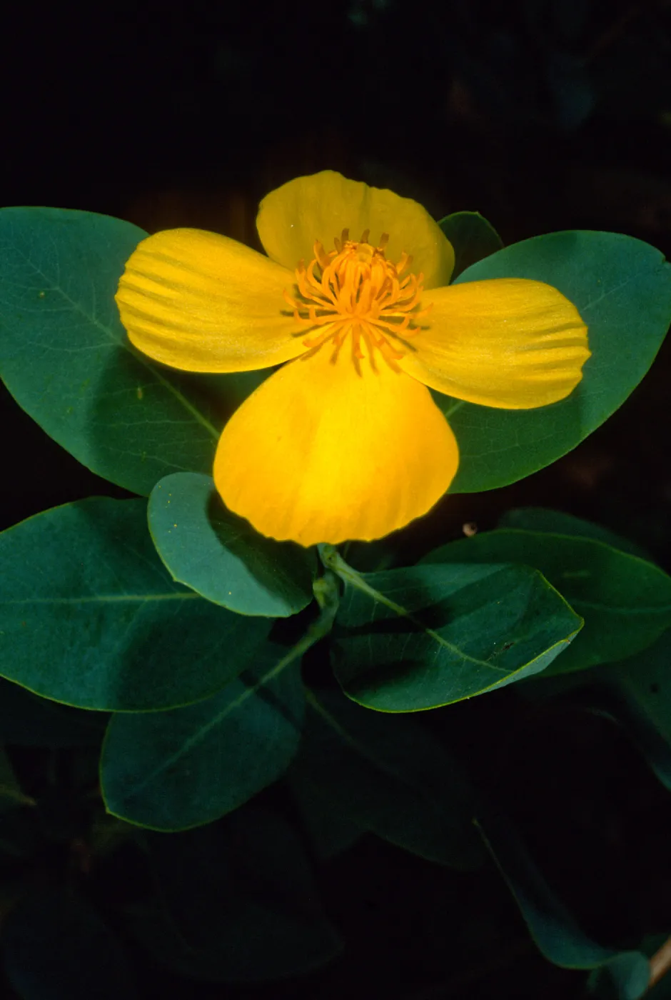 Dendromecon harfordii, Santa Barbara Botanic Garden