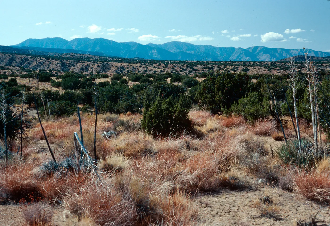 Juniperus, Yucca