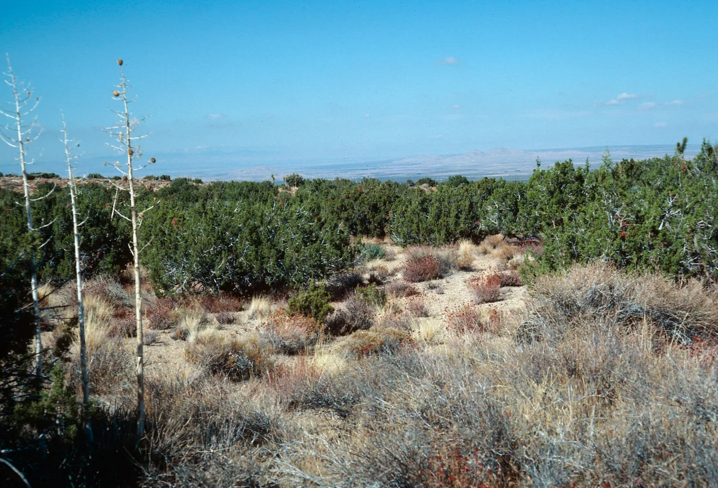 Juniperus, Yucca