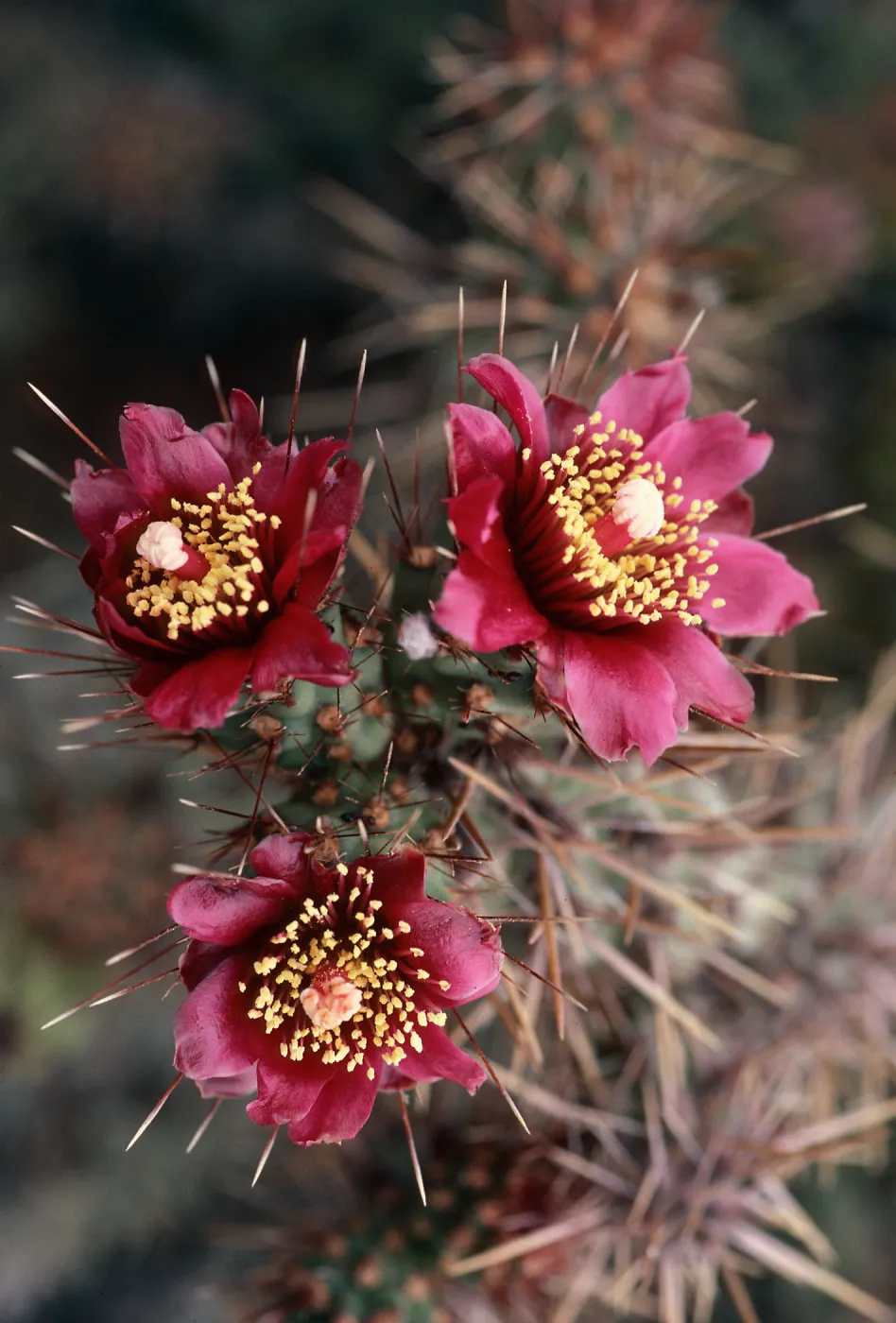 Opuntia prolifera, West end of East Anacapa Island