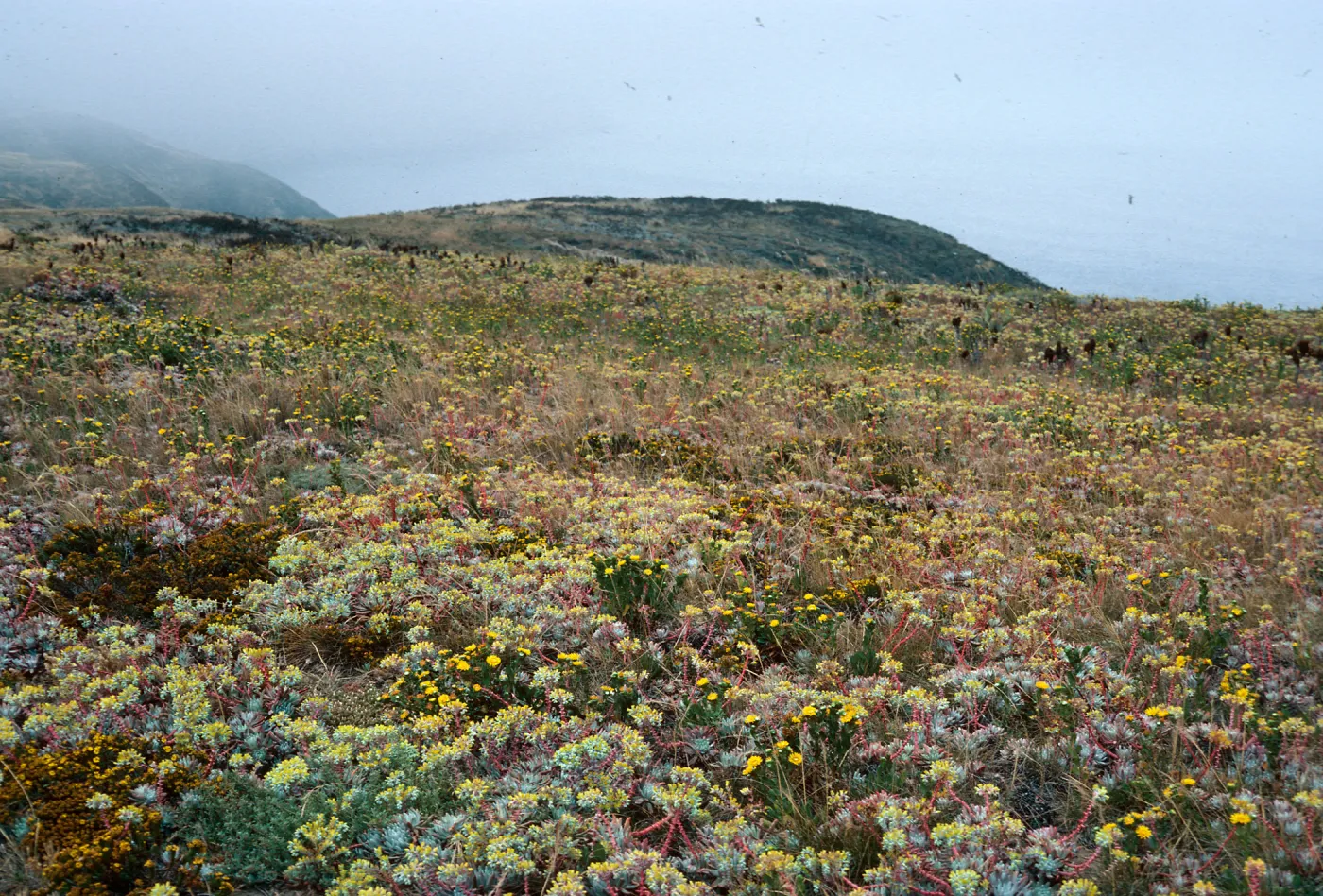 Dudleya (liveforevers), Grindelia (gum plant), terrace, West of Knife Edge, Middle Anacapa Island