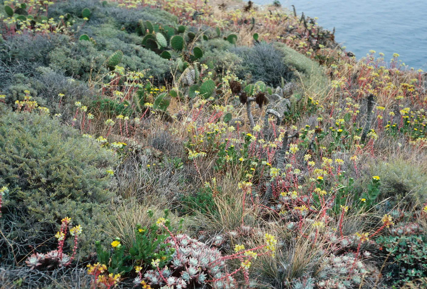 Dudleya (liveforevers), Artemisia (Sage brush), Opuntia (Prickly-pear), just West of Knife Edge, Middle Anacapa Island