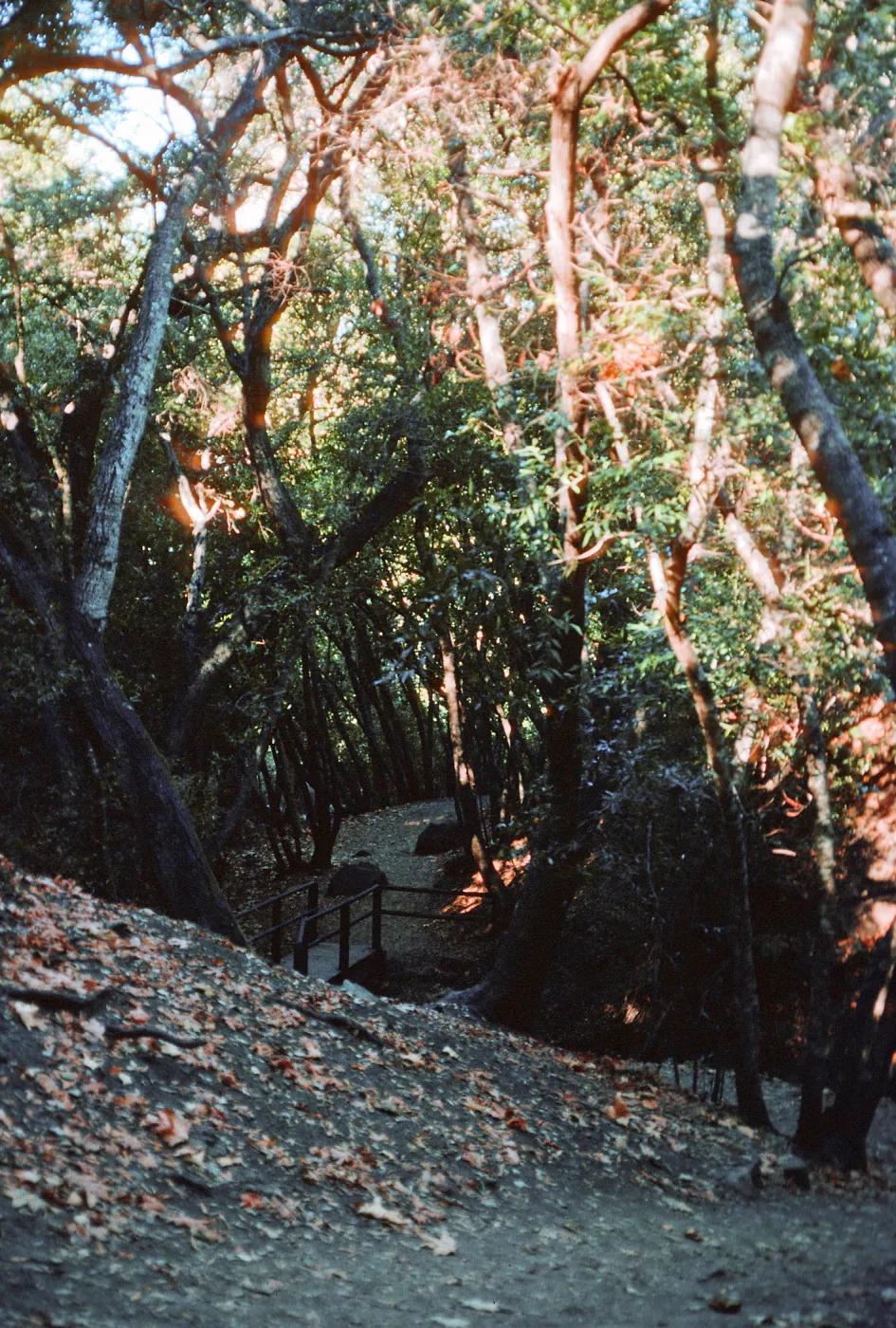 Umbellularia Woodland, trail to falls, Nojoqui Falls County Park, Santa Barbara County