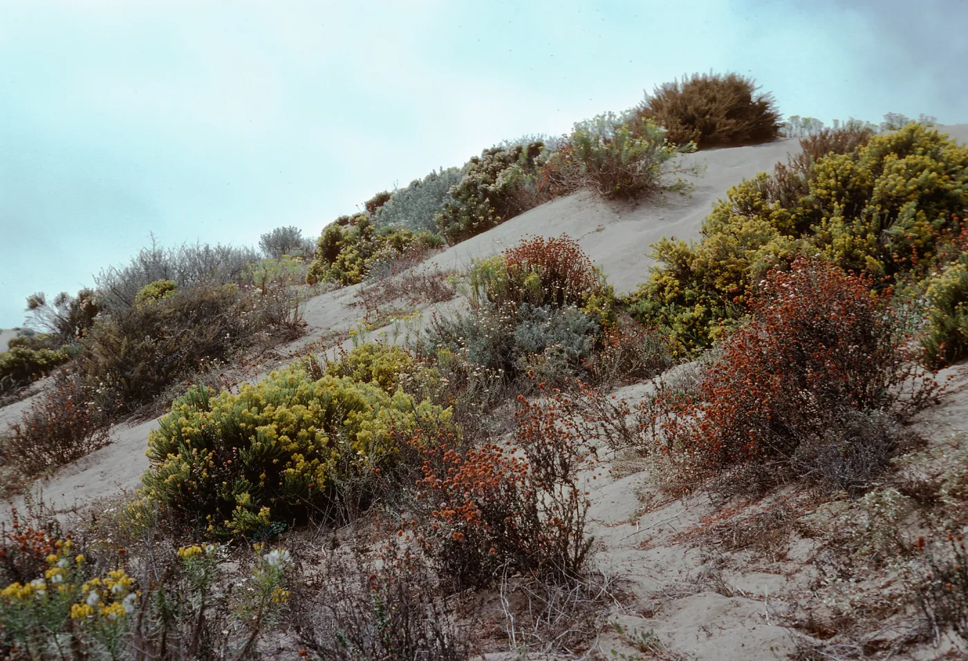 dunes, North of Hazard Canyon, MontaÃ±a de Oro, San Luis Obispo County