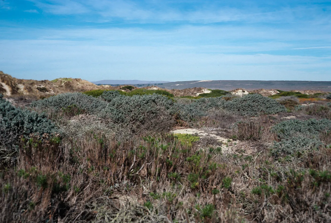 Senecio blochmaniae, backdunes at Surf