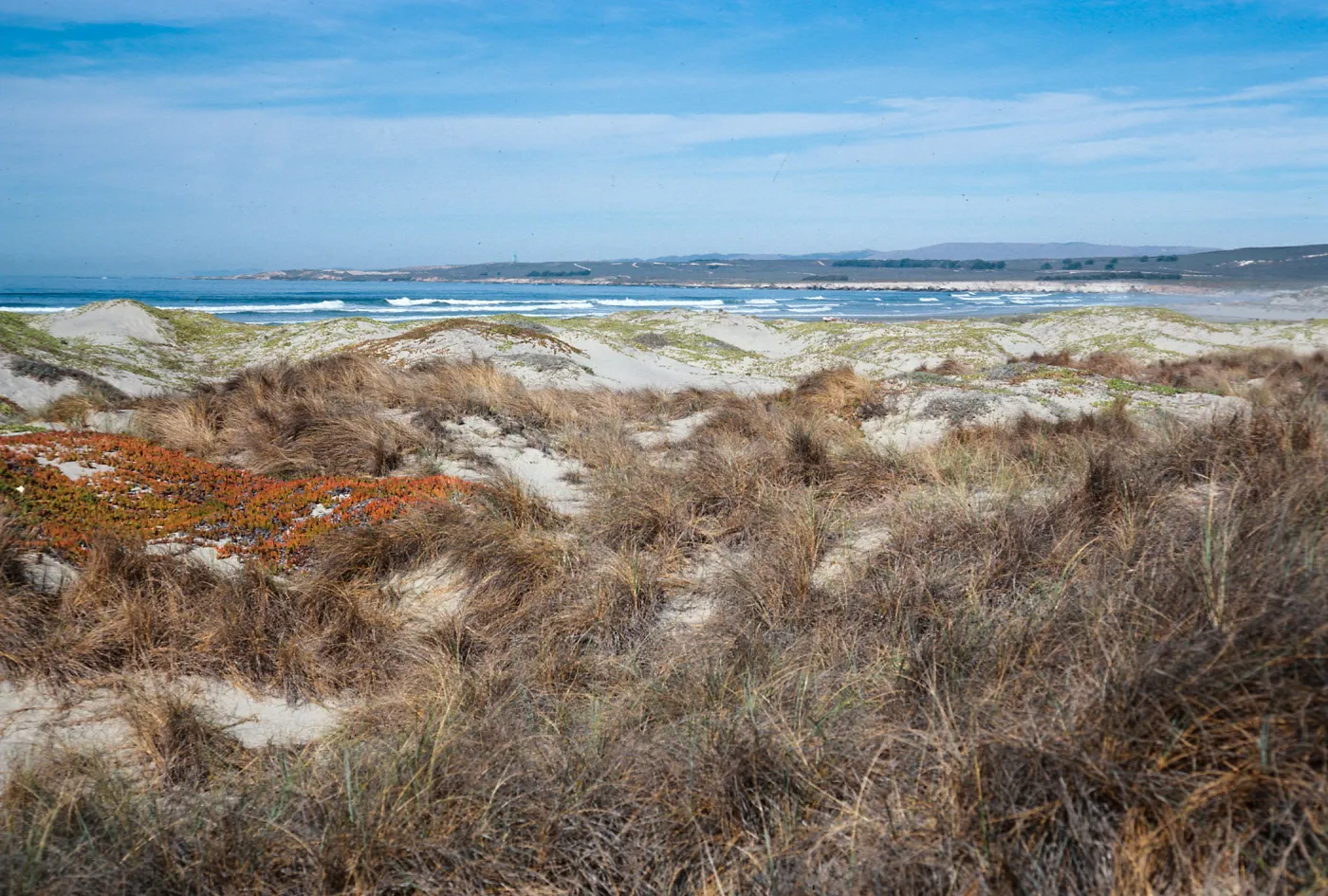 backdunes at Surf