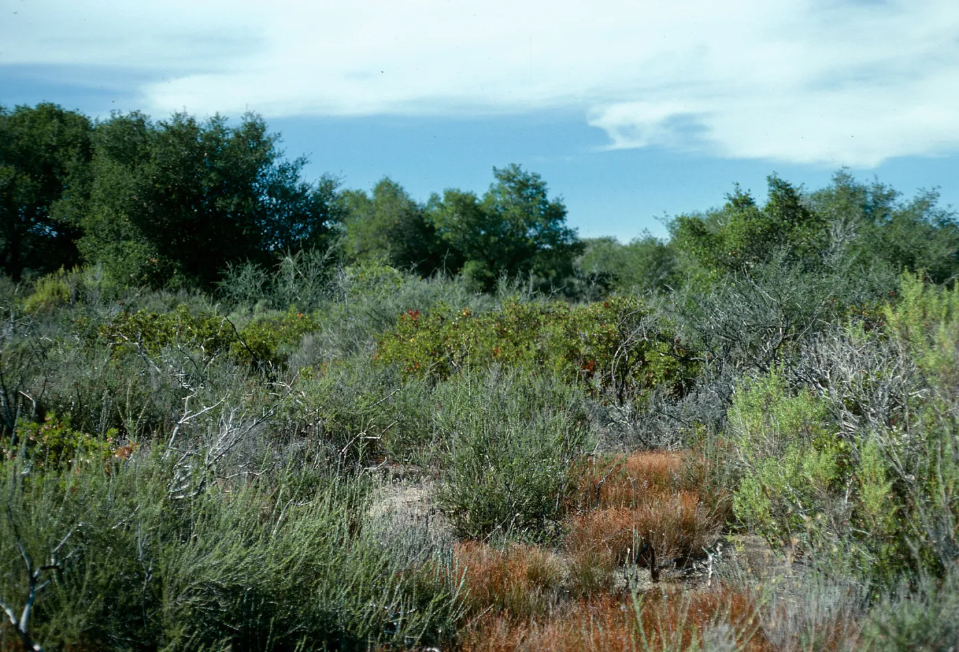 Chaparral, just West of Rucker Road, Burton Mesa, Santa Barbara County