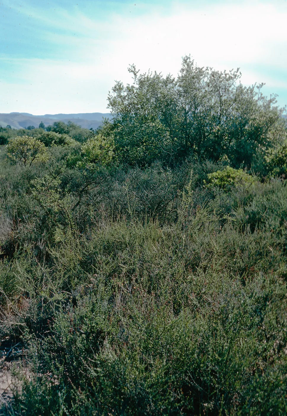 Chaparral, Burton Mesa, just West of Rucker Road, Santa Barbara County