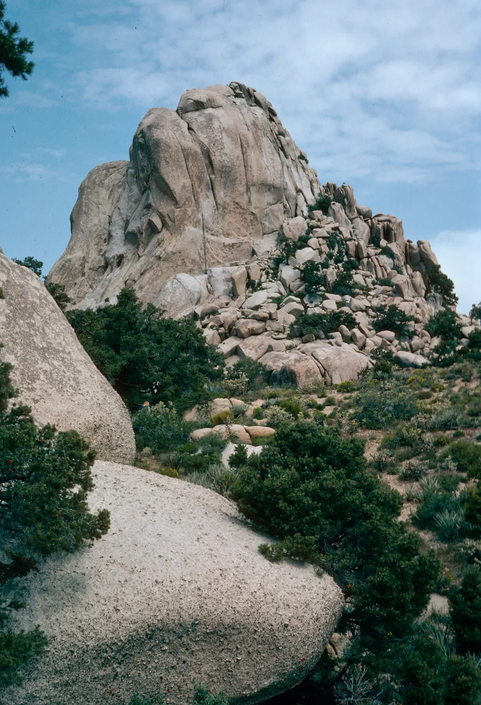 Mid Hills, West of Campground, Mojave National Preserve, San Bernardino County