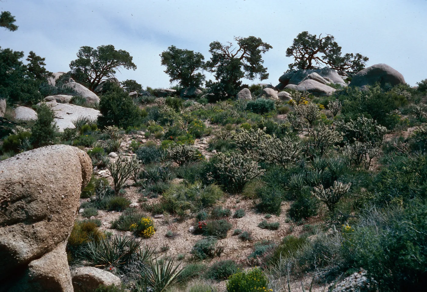 Mid Hills, West of Campground, Mojave National Preserve, San Bernardino County