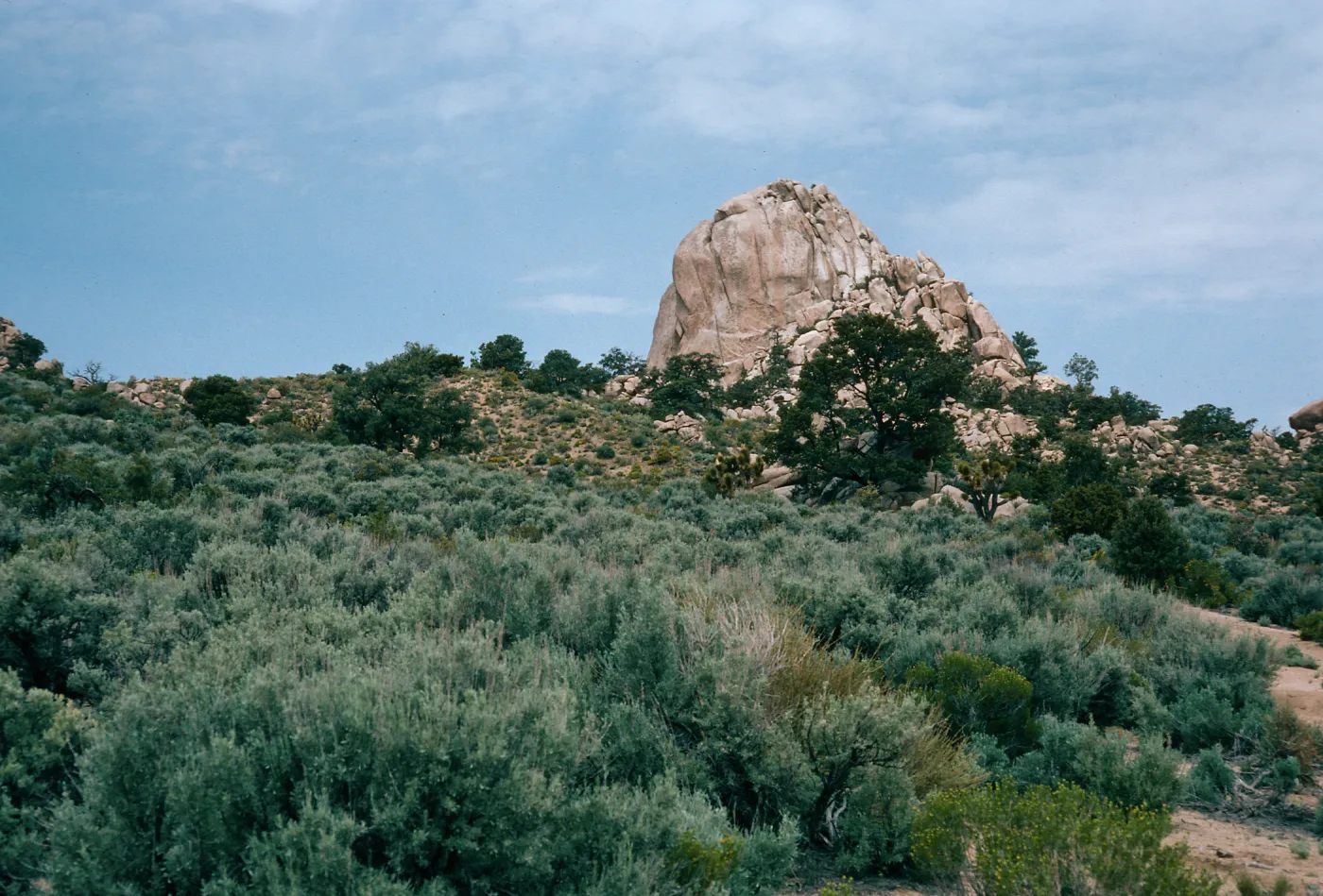 Mid Hills, West of Campground, Mojave National Preserve, San Bernardino County