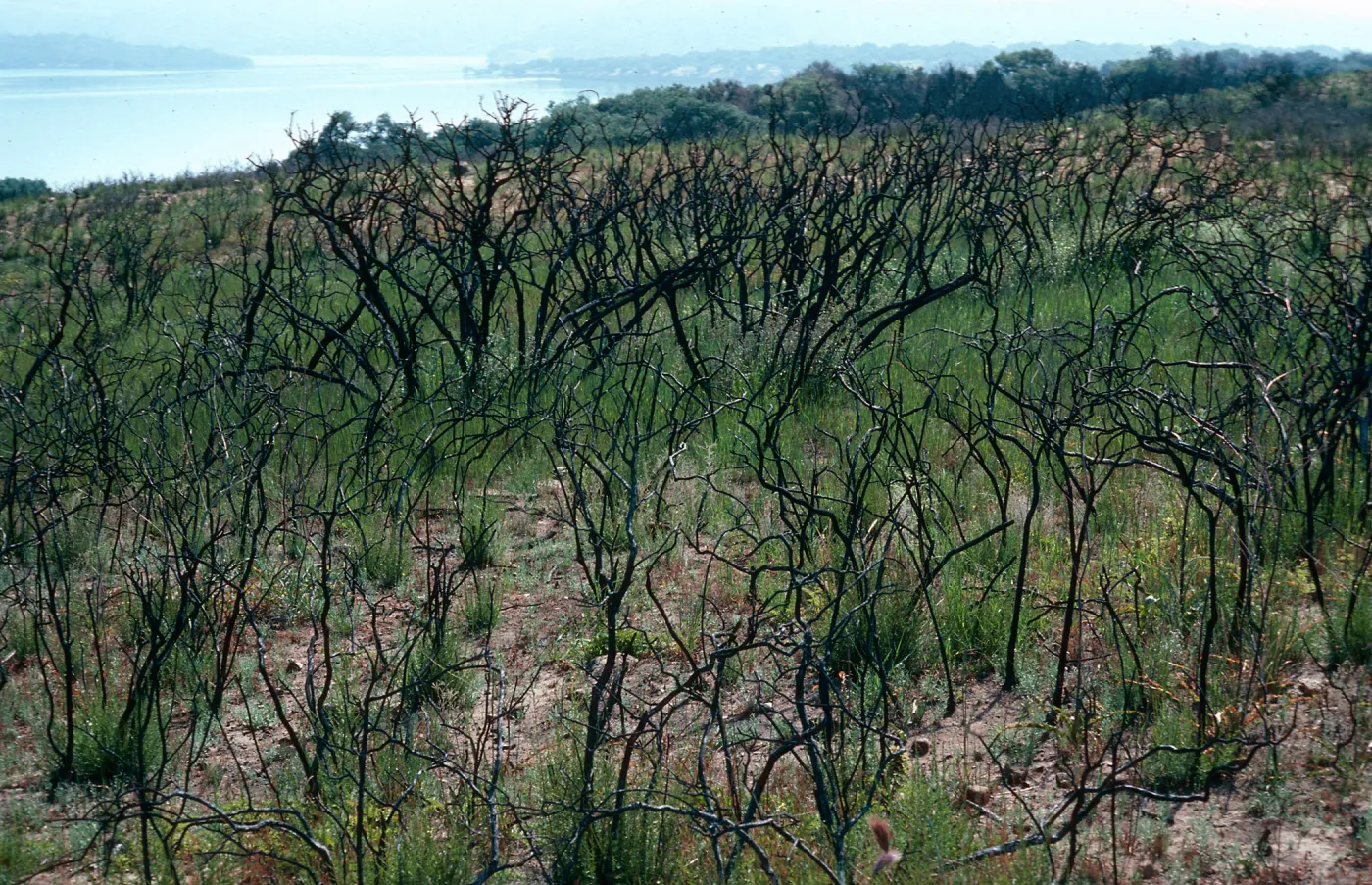 burn at Lake Cachuma, just East of Bradbury Dam, Santa Barbara County