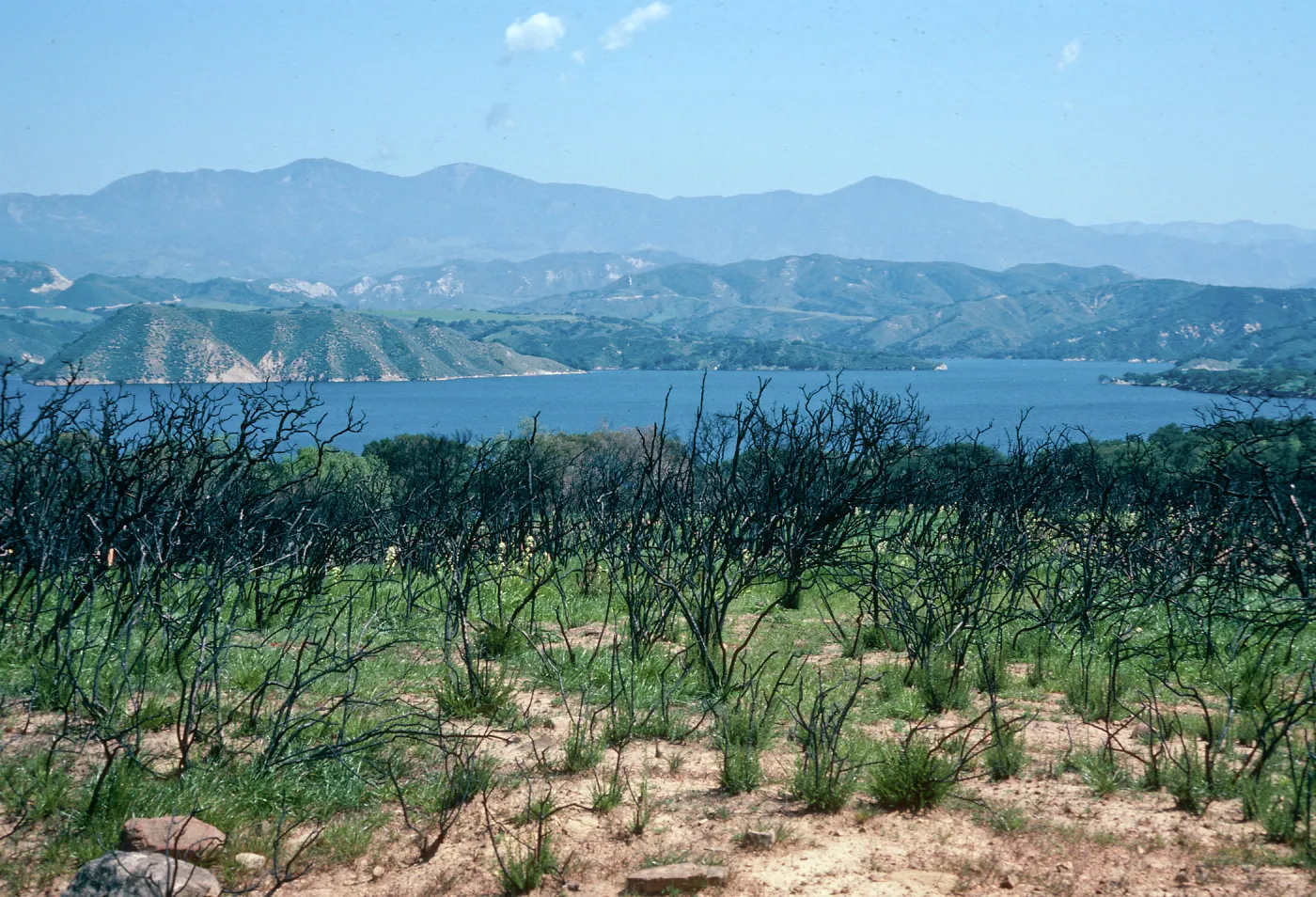 burn at Lake Cachuma, just East of road to Bradbury Dam Observation Point, Santa Barbara County