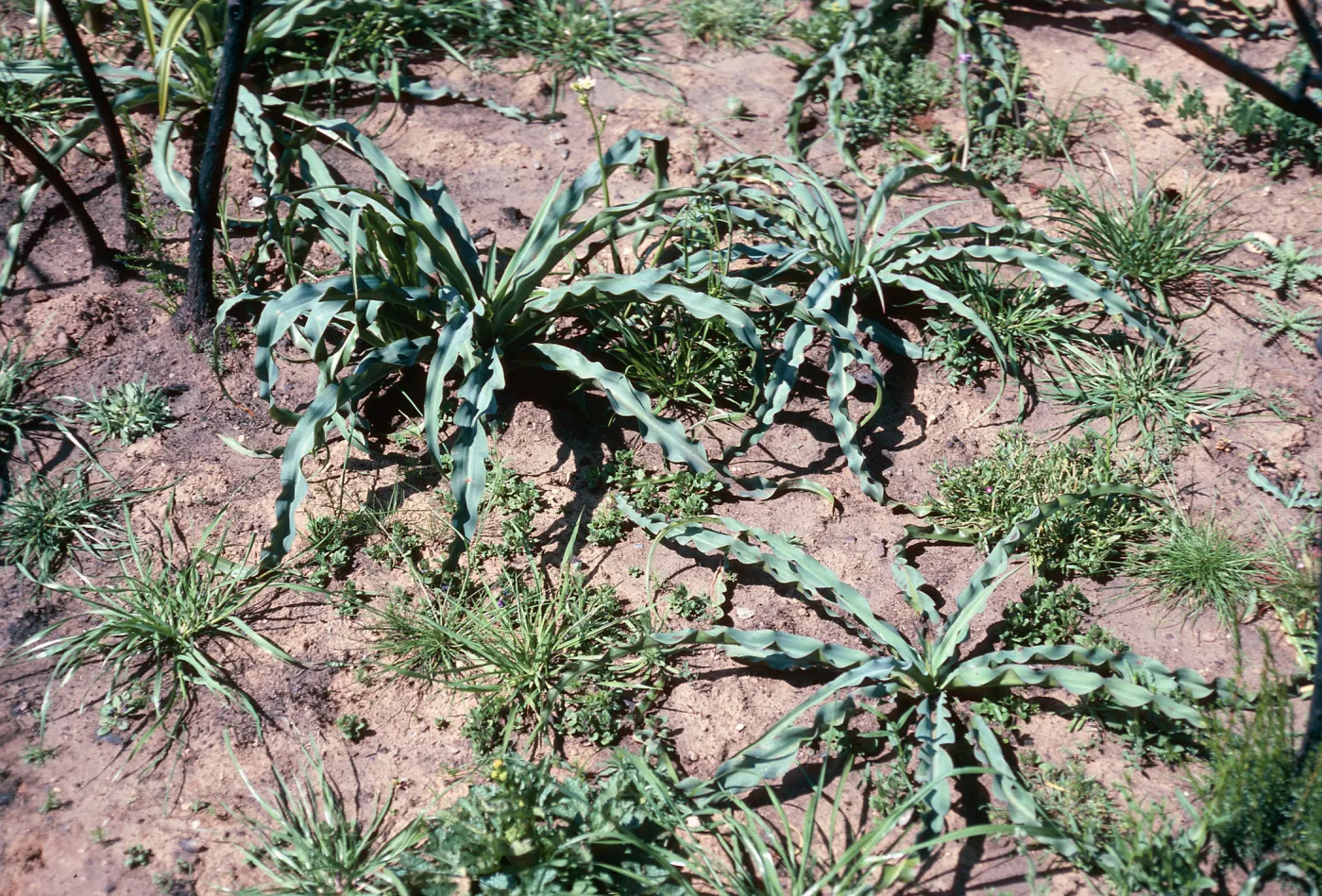 Chlorogalum, burn at Lake Cachuma, Santa Barbara County
