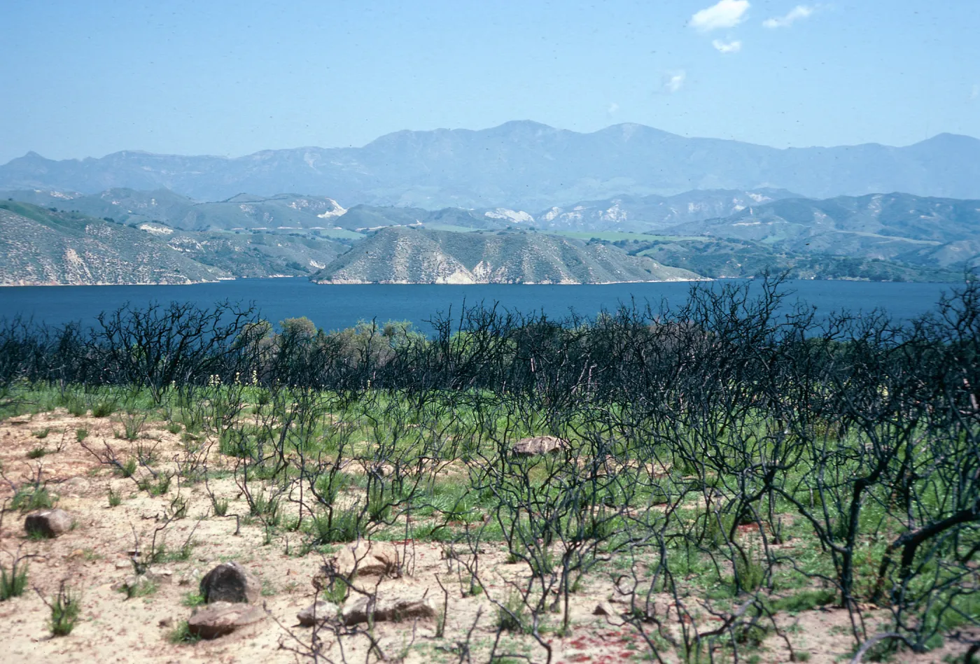 burn at Lake Cachuma, East of road to Bradbury Dam Observation Point, Santa Barbara County