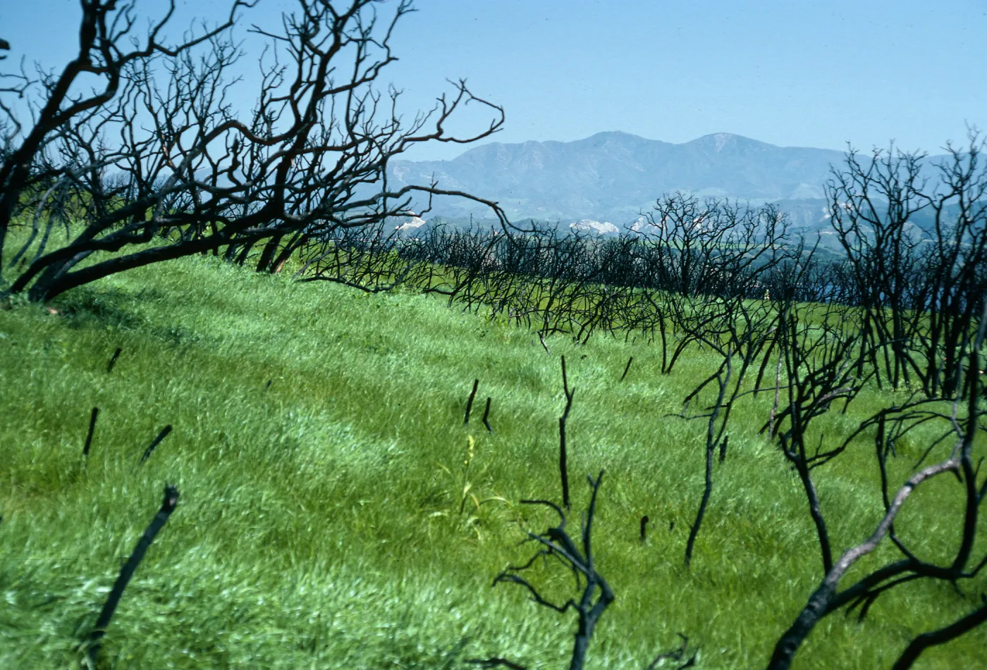burn at Lake Cachuma, East of road to Bradbury Dam Observation Point, Santa Barbara County