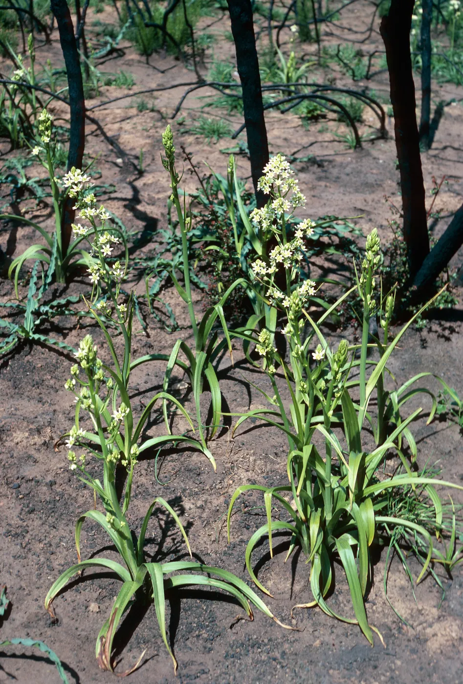 Zigadenus fremontii, burn at Lake Cachuma, Santa Barbara County