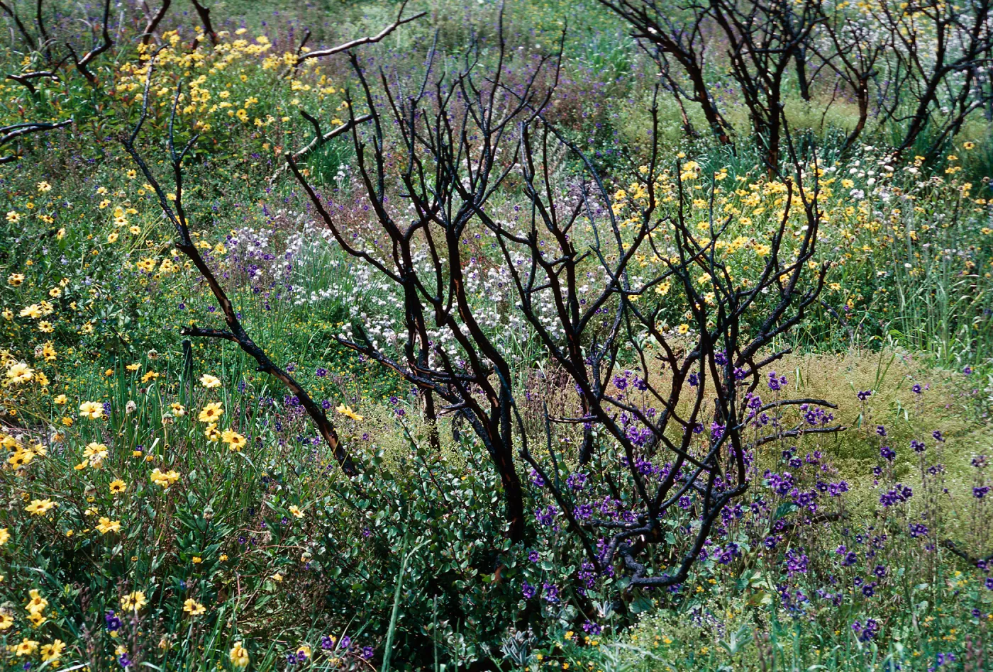 burn of Encelia californica, Phacelia, Encinal Canyon Road, Santa Monica Mountains, Los Angeles County