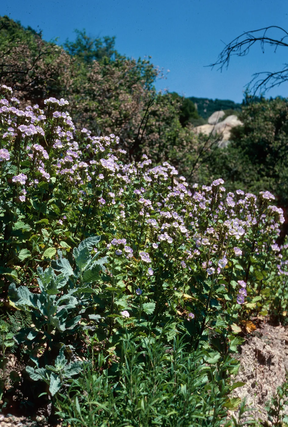 Phacelia grandiflora burn, above Foster Glen-Highway 154, Santa Barbara County