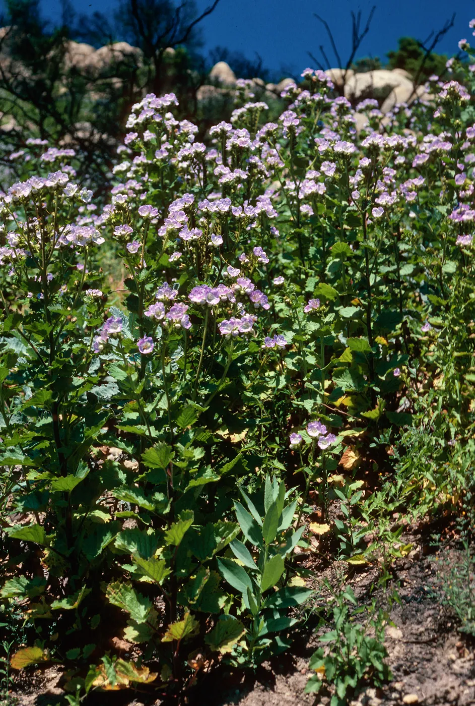 Phacelia grandiflora, burn, above Foster Glen-Highway 154, Santa Barbara County
