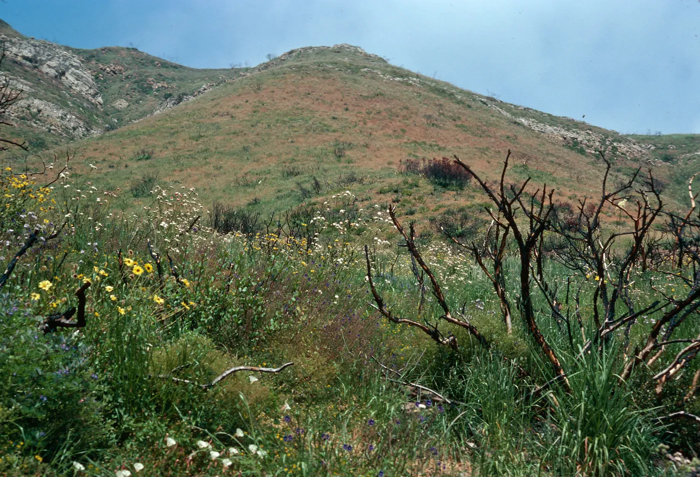 burn of Fall, 1978, Encinal Canyon Road, Santa Monica Mountains, Los Angeles County