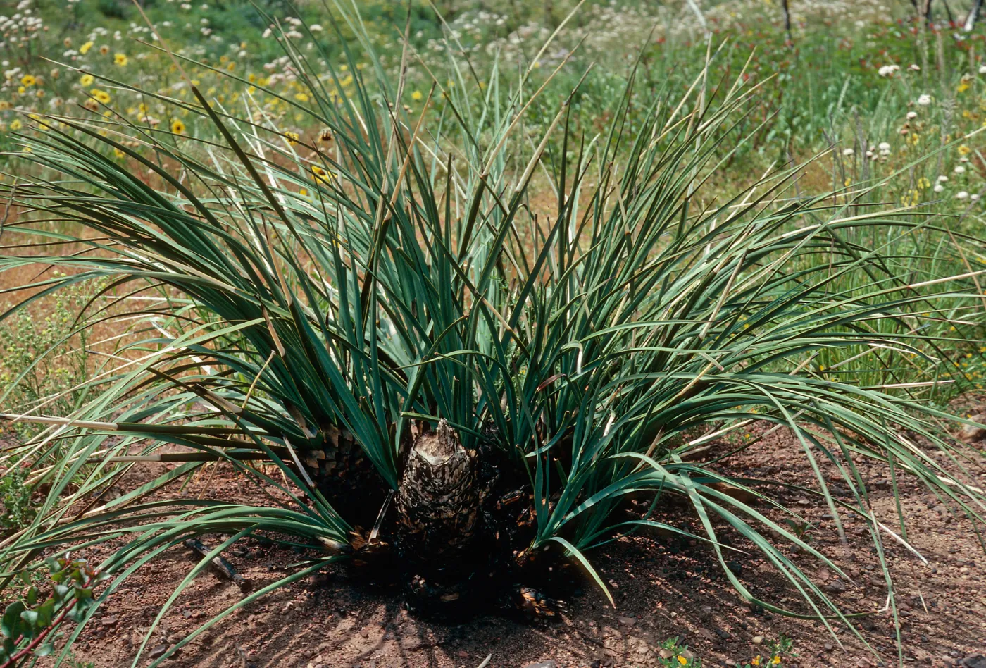 Yucca whipplei, after burn, Encinal Canyon Road, Santa Monica Mountains, Los Angeles County