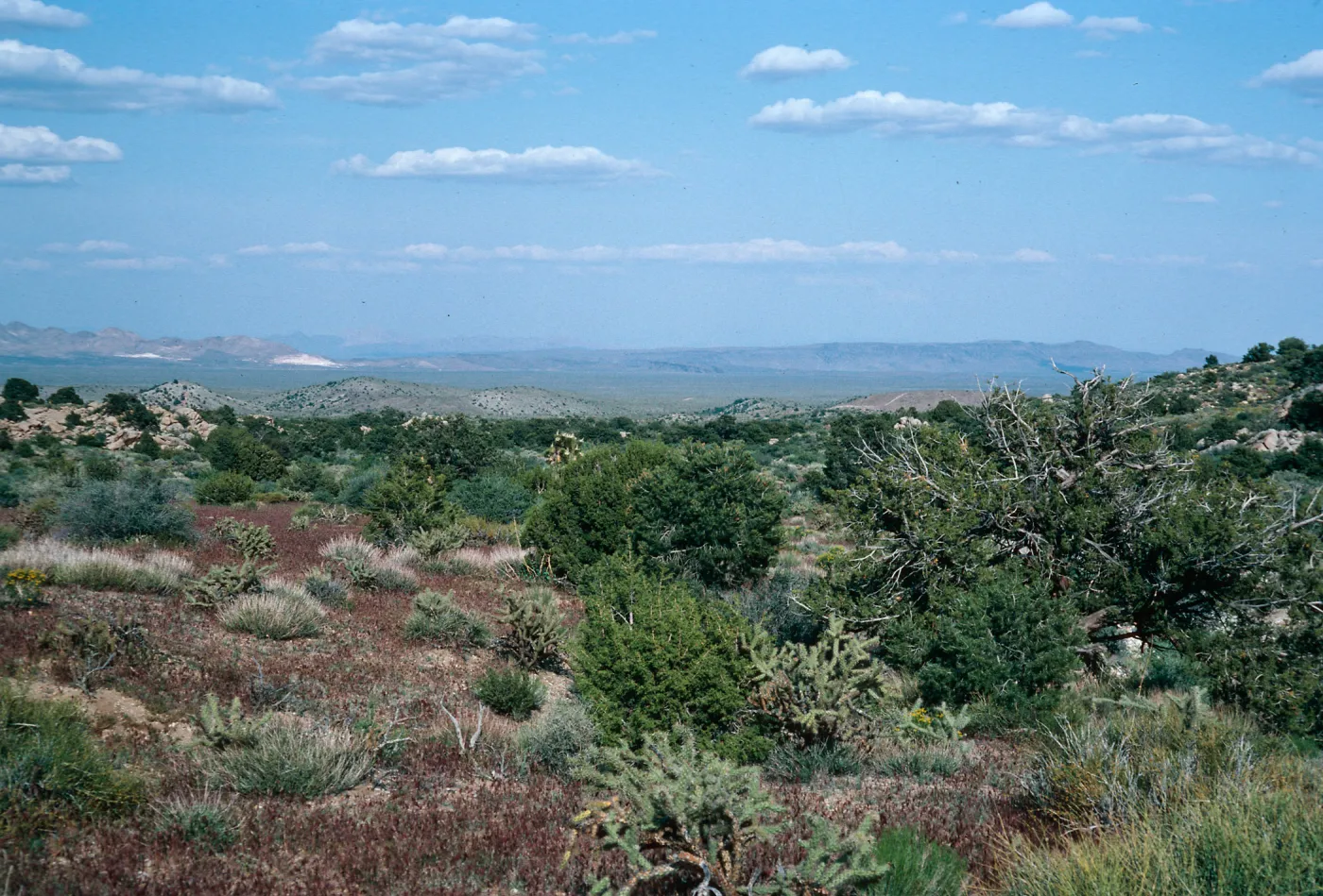 Lanfair Valley, Keystone Canyon Road, New York Mountains, Mojave National Preserve, San Bernardino County