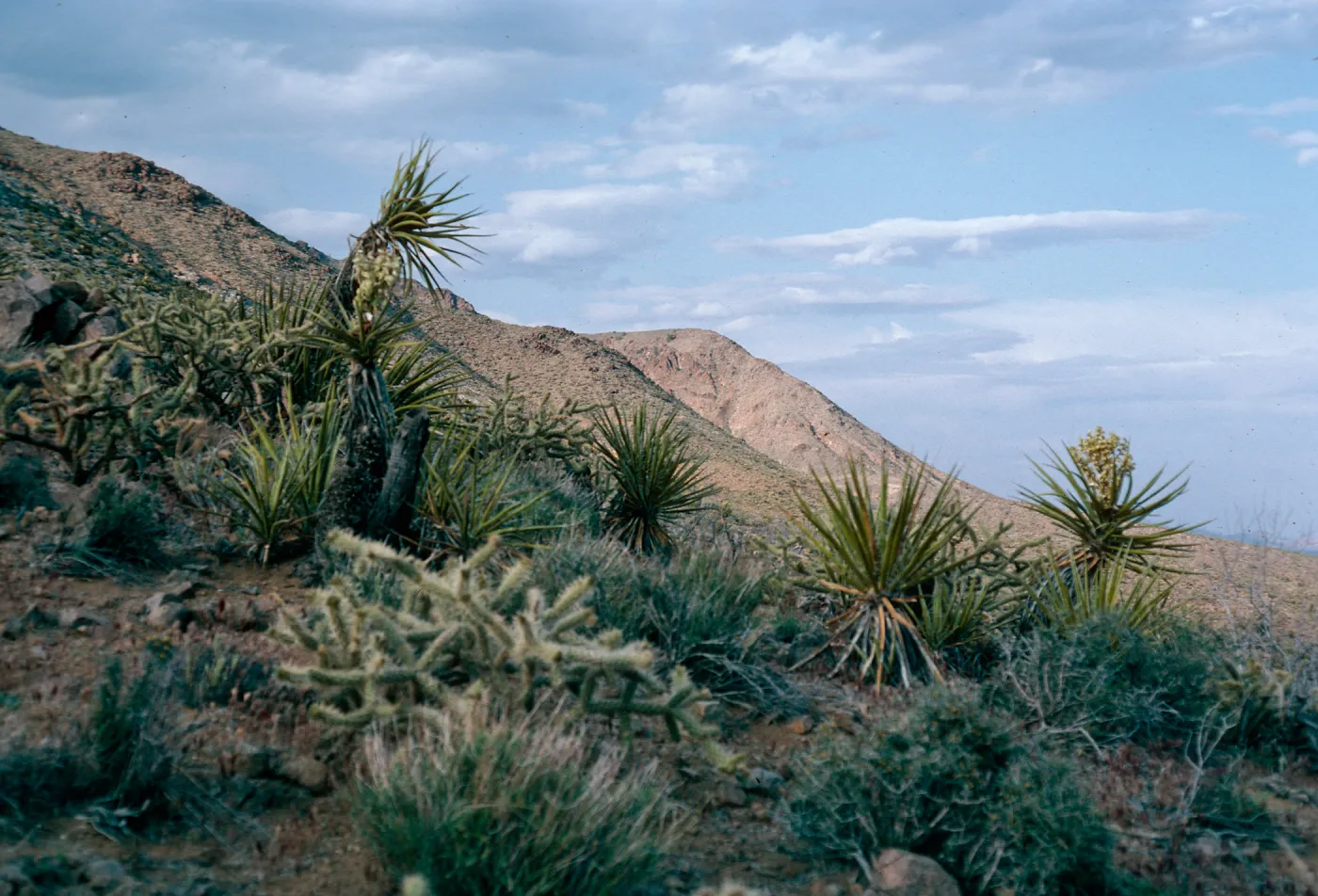 Foshay Pass, Providence Mountains, Mojave National Preserve, San Bernardino County