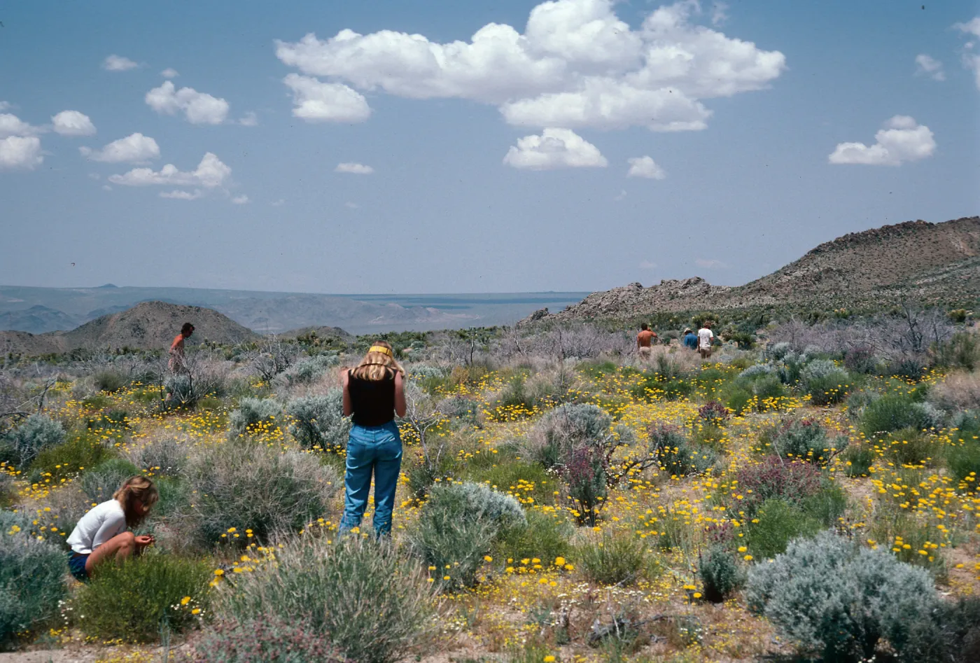 Providence Mountains, East of Dawes, Mojave National Preserve, San Bernardino County