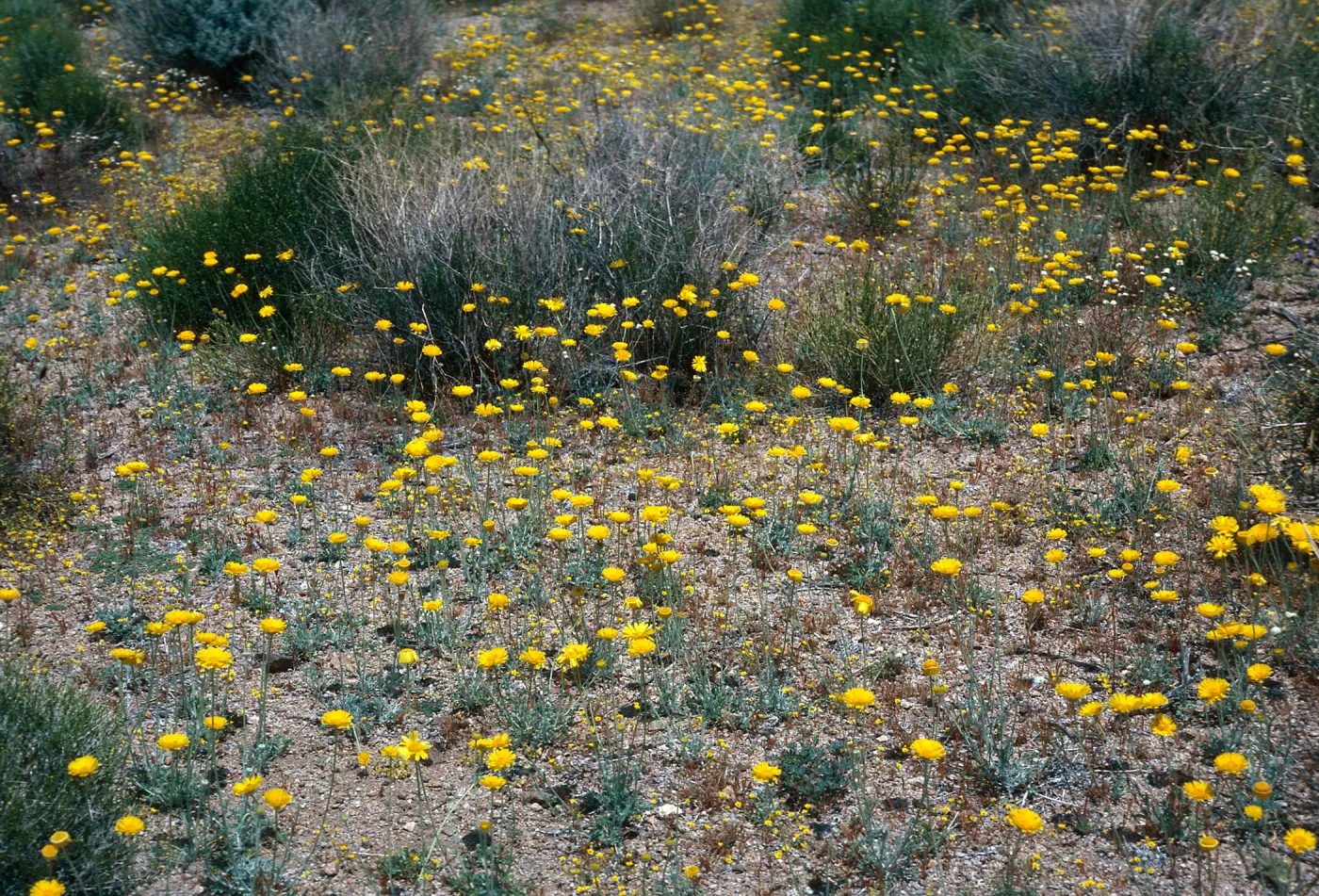 Providence Mountains, East of Dawes, Mojave National Preserve, San Bernardino County