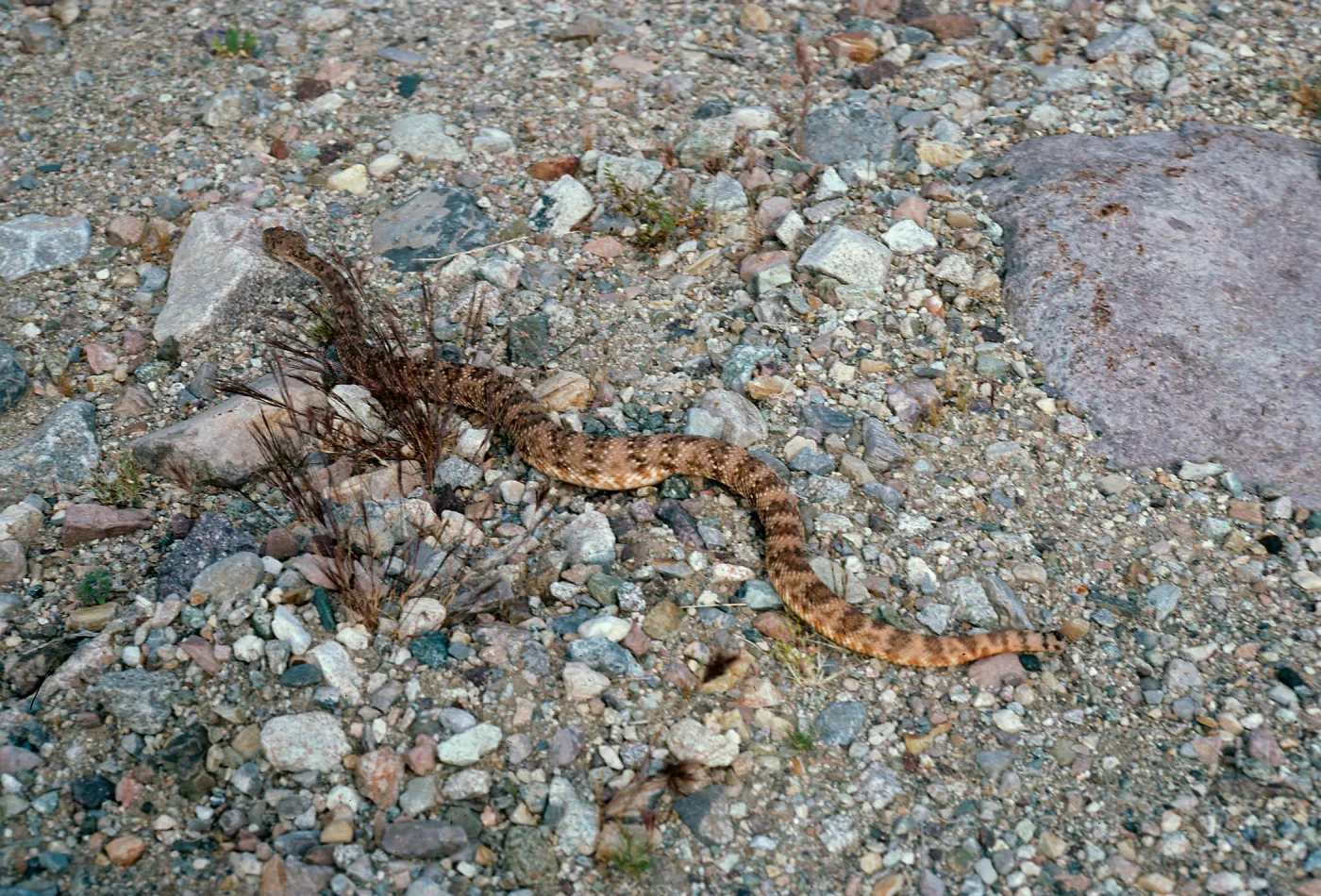 Crotalus mitchellii pyrrhus, West of Vulcan Mine, Providence Mountains, Mojave National Preserv, San Bernardino County
