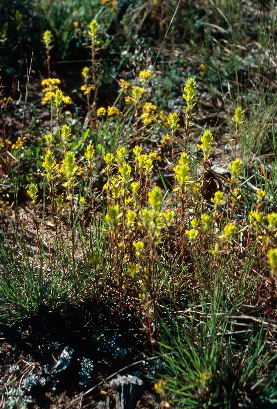 Orthocarpus ?, road to Halfmoon Camp, South of Leadville, Colorado