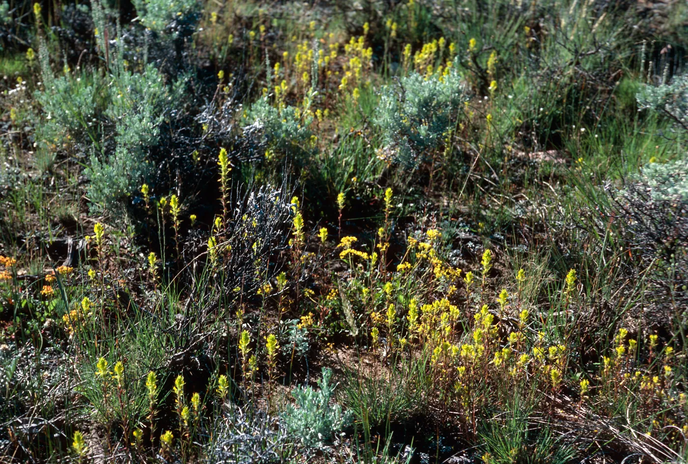 Orthocarpus ?, road to Halfmoon Camp, South of Leadville, Colorado