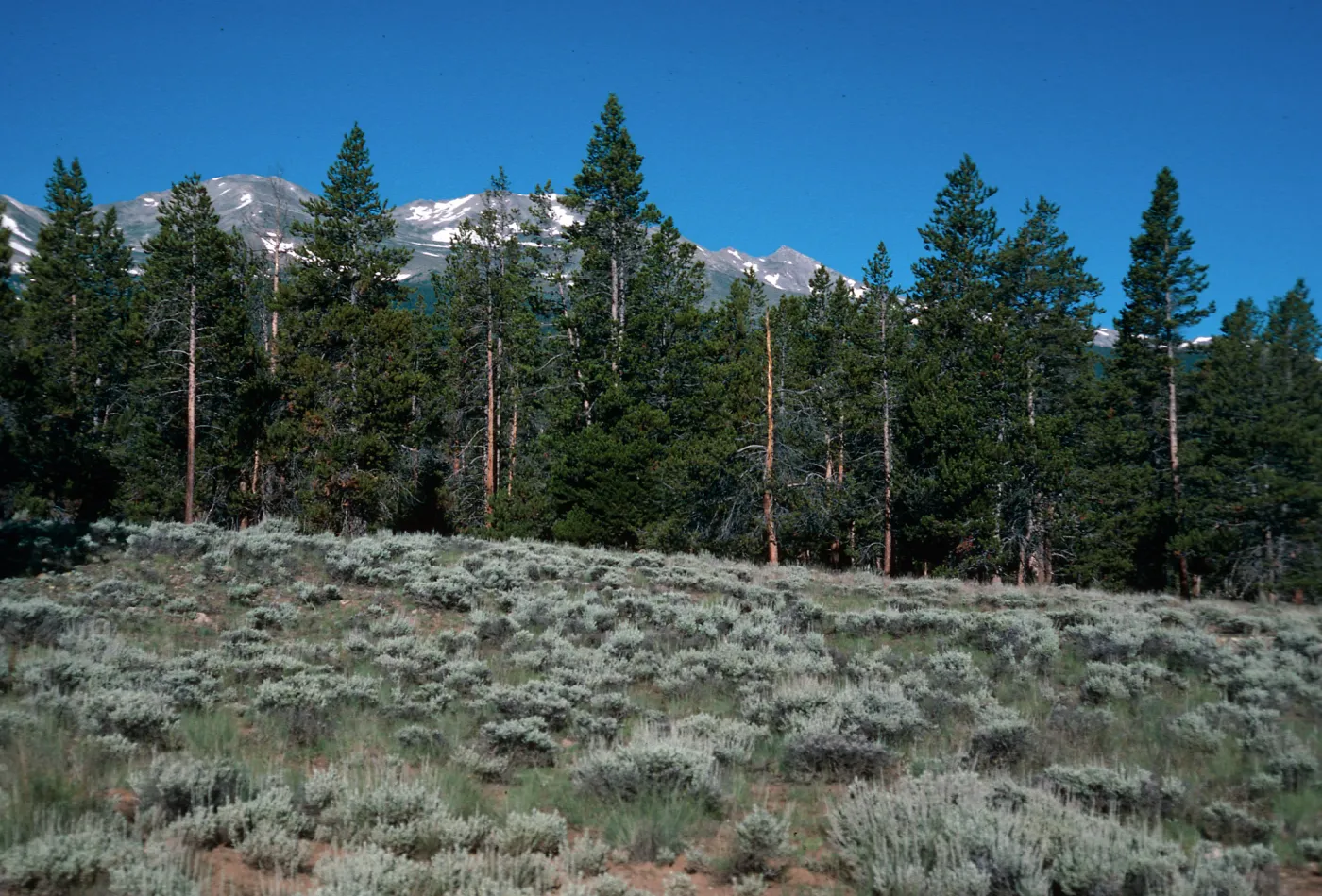 Lodgepole Pine/Sagebrush, road to Halfmoon Camp, San Isabel National Forest, Colorado