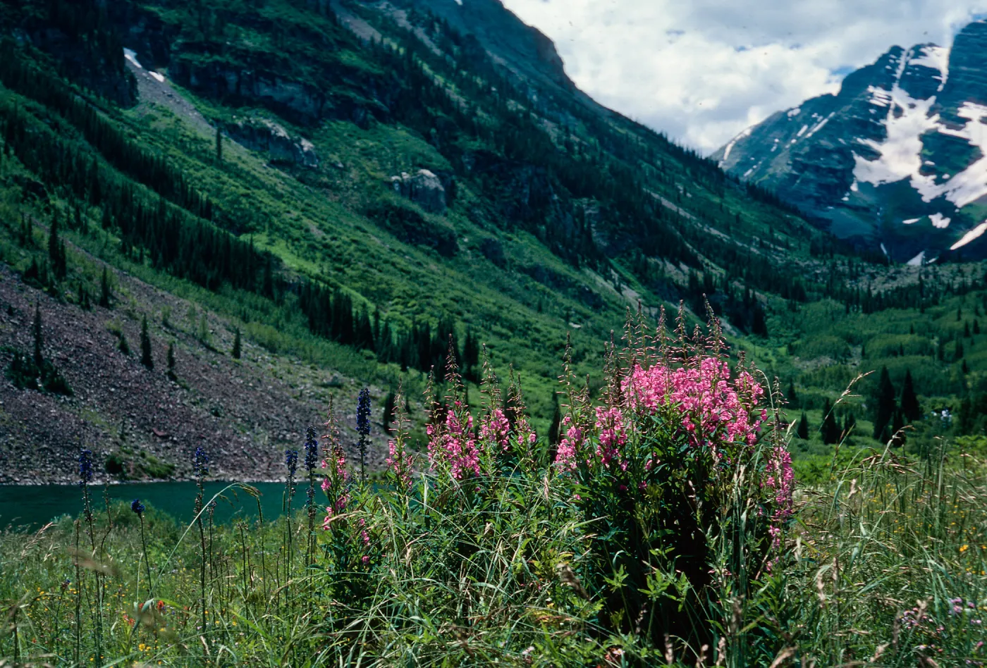 Epilobium angustifolium, Maroon Lake Valley, Aspen, Colorado