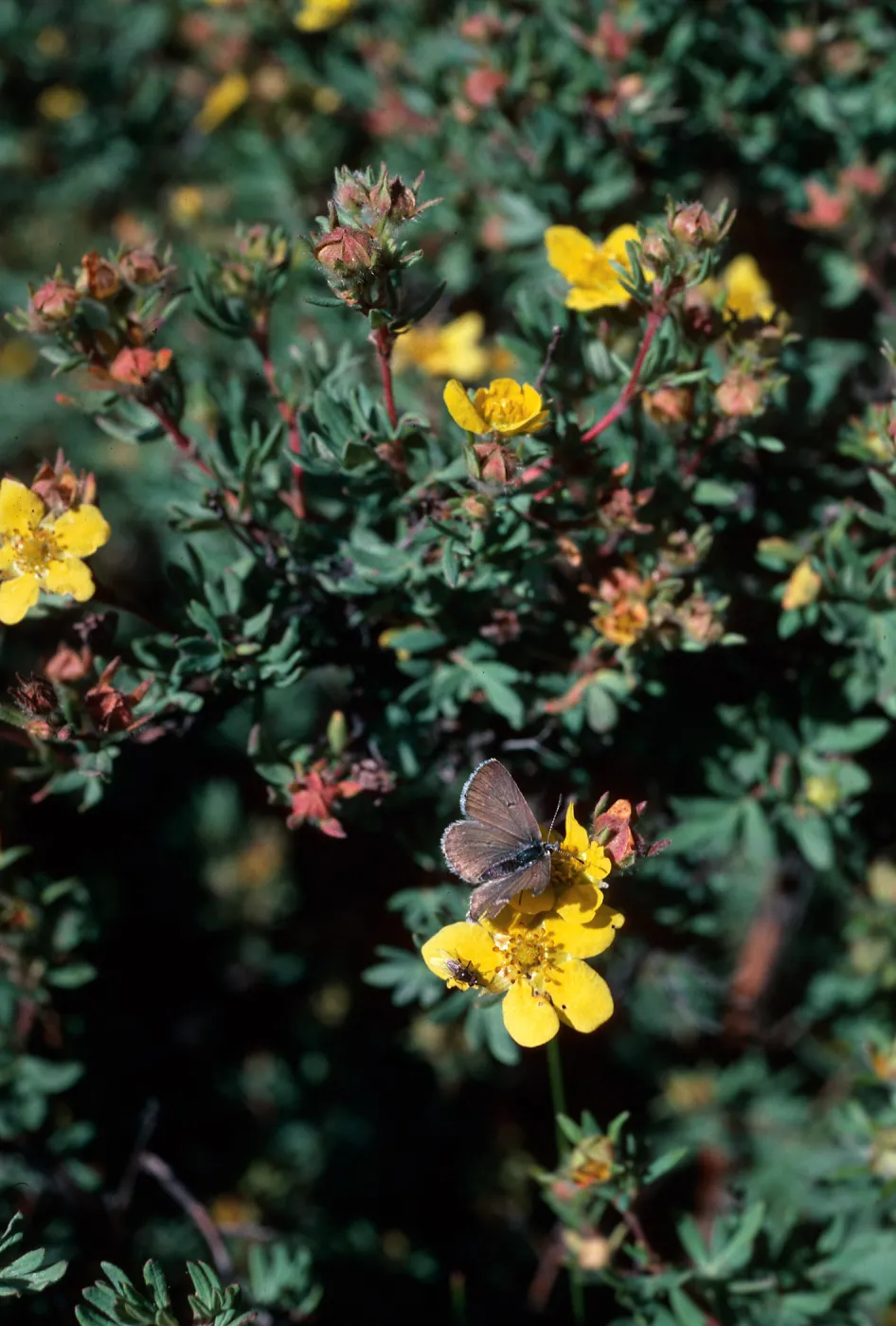 Potentilla fruticosa, Highway 82, East of Aspen, Colorado