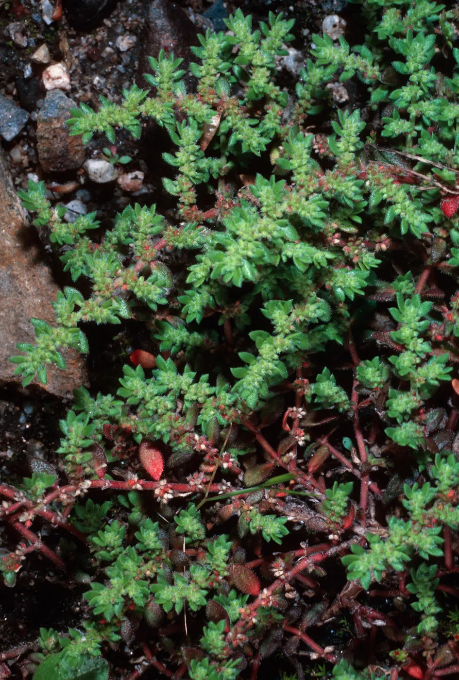 Herniaria cinerea, El Portal, Yosemite National Park, Mariposa County