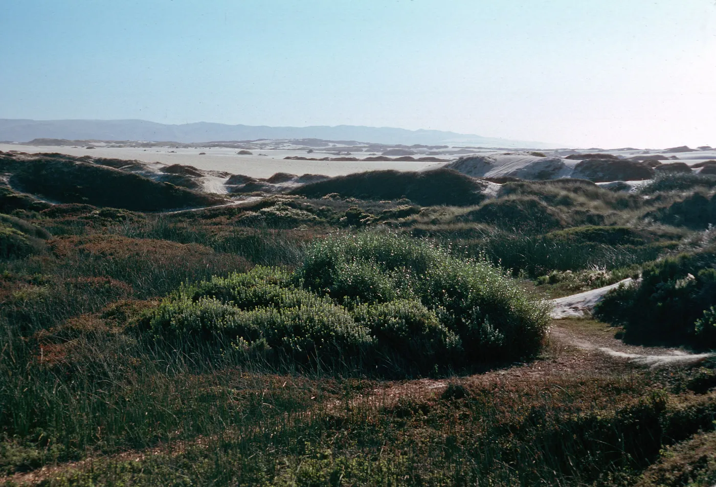 stabilized dunes, West of Oso Flaco Lake, Oceano Dunes State Park, San Luis Obispo County