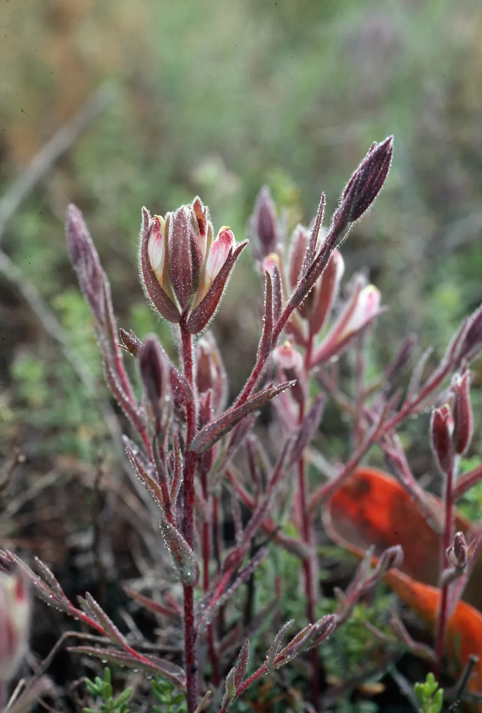 Cordylanthus maritimus, Carpinteria Salt Marsh, Santa Barbara County