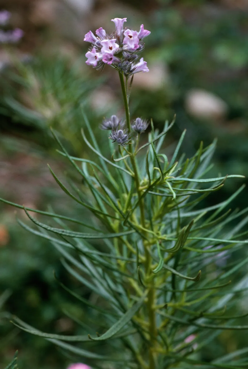 Eriodictyon capitatum, Santa Barbara Botanic Garden
