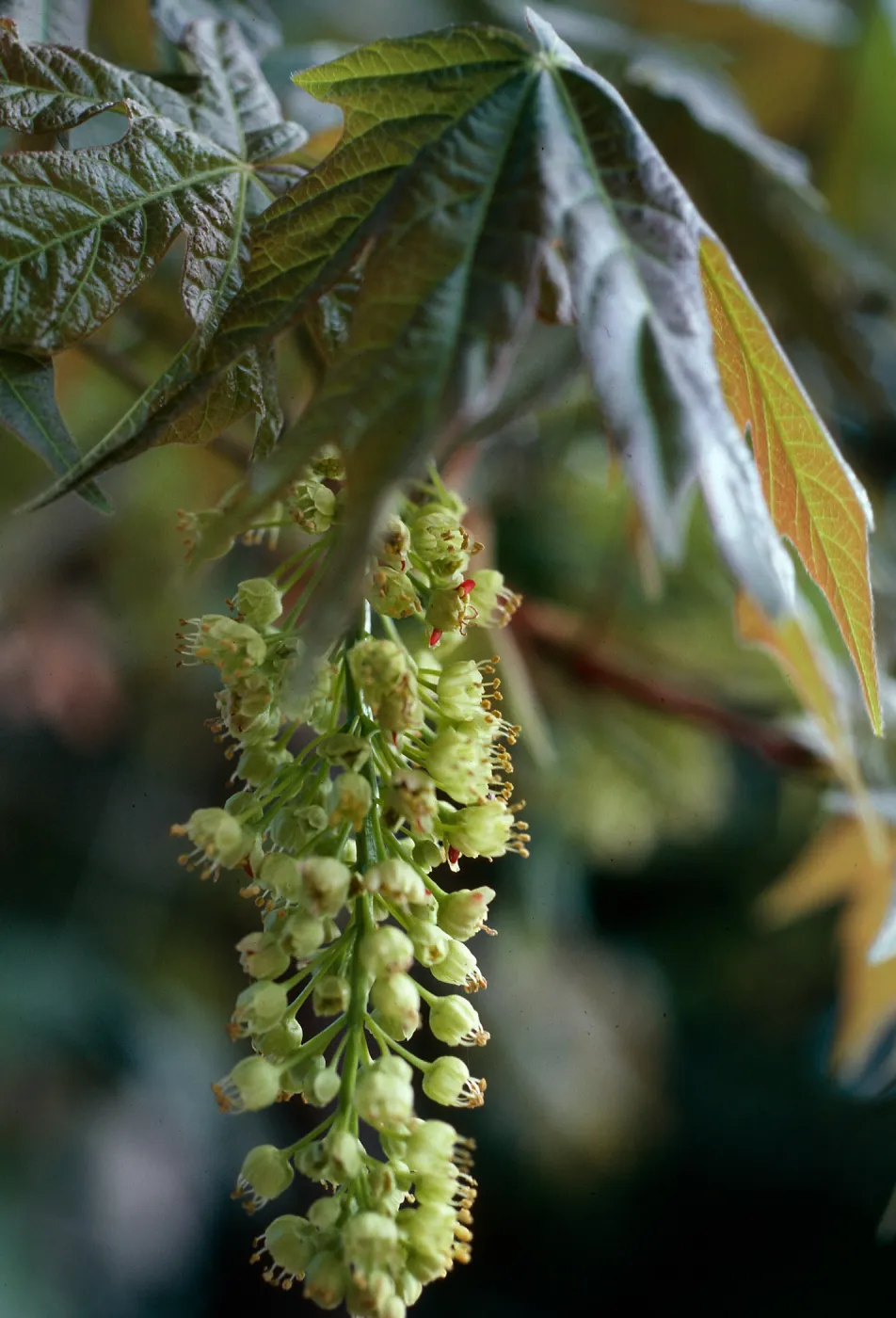 Acer macrophyllum, Santa Barbara Botanic Garden