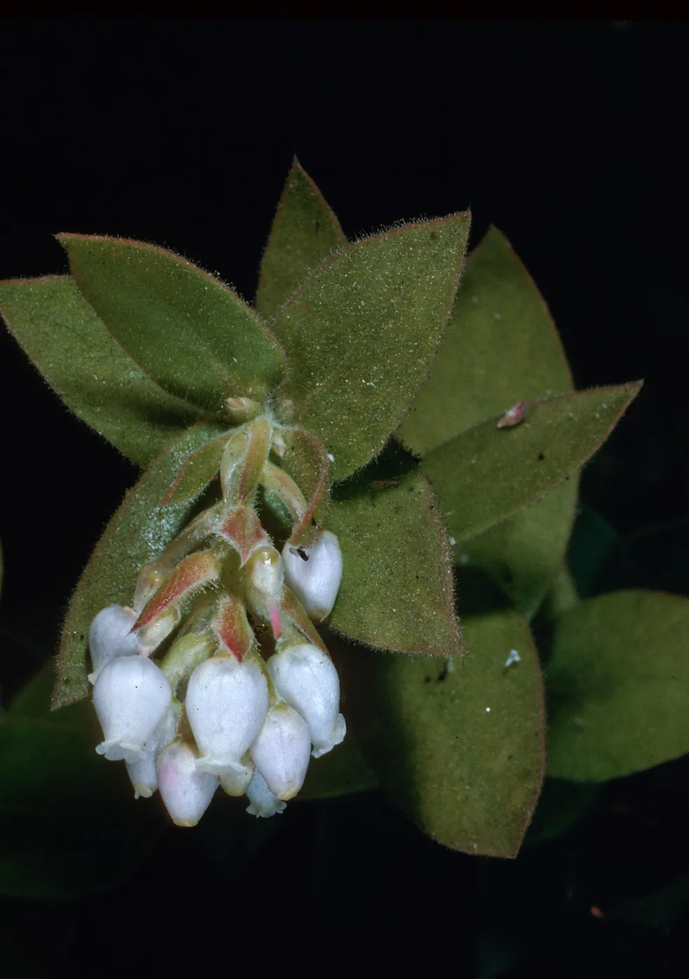 Arctostaphylos refugioensis, Santa Barbara Botanic Garden